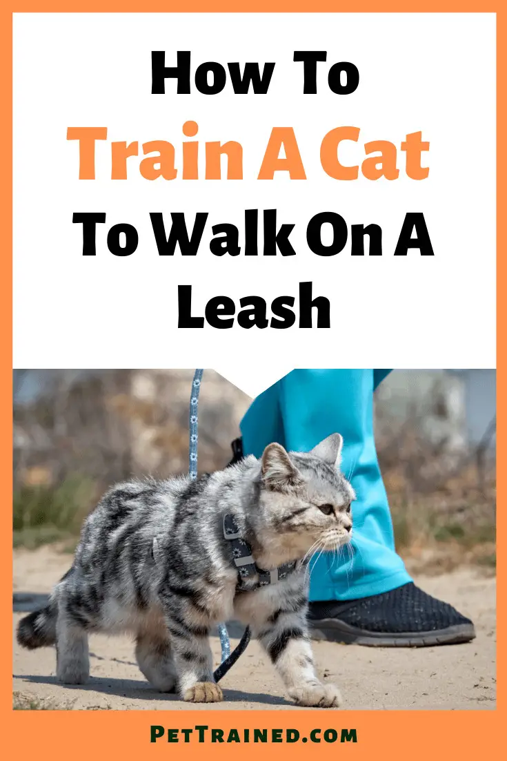 How to walk with your cat outdoors