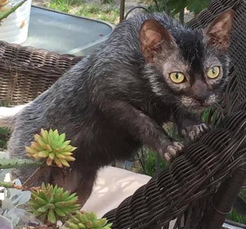 Lykoi Cat Breed cropped