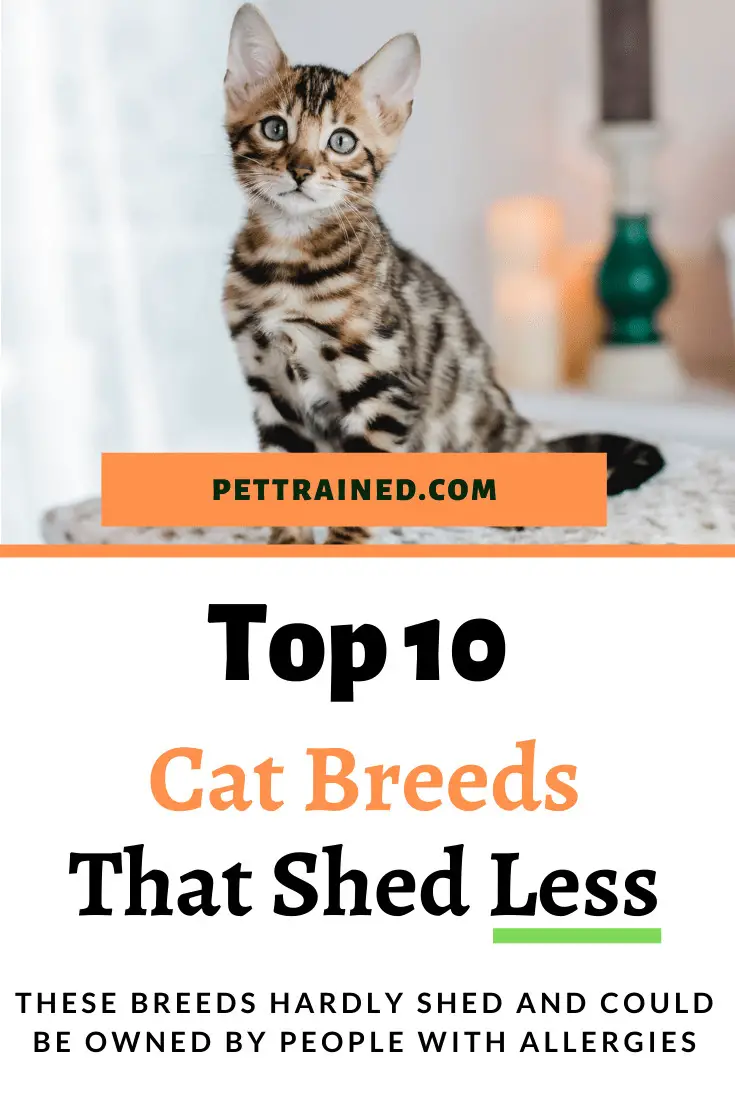 Top Cat breeds with minimal shedding