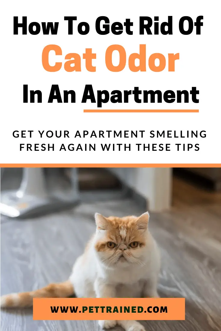how to get cat urine smell out of an apartment