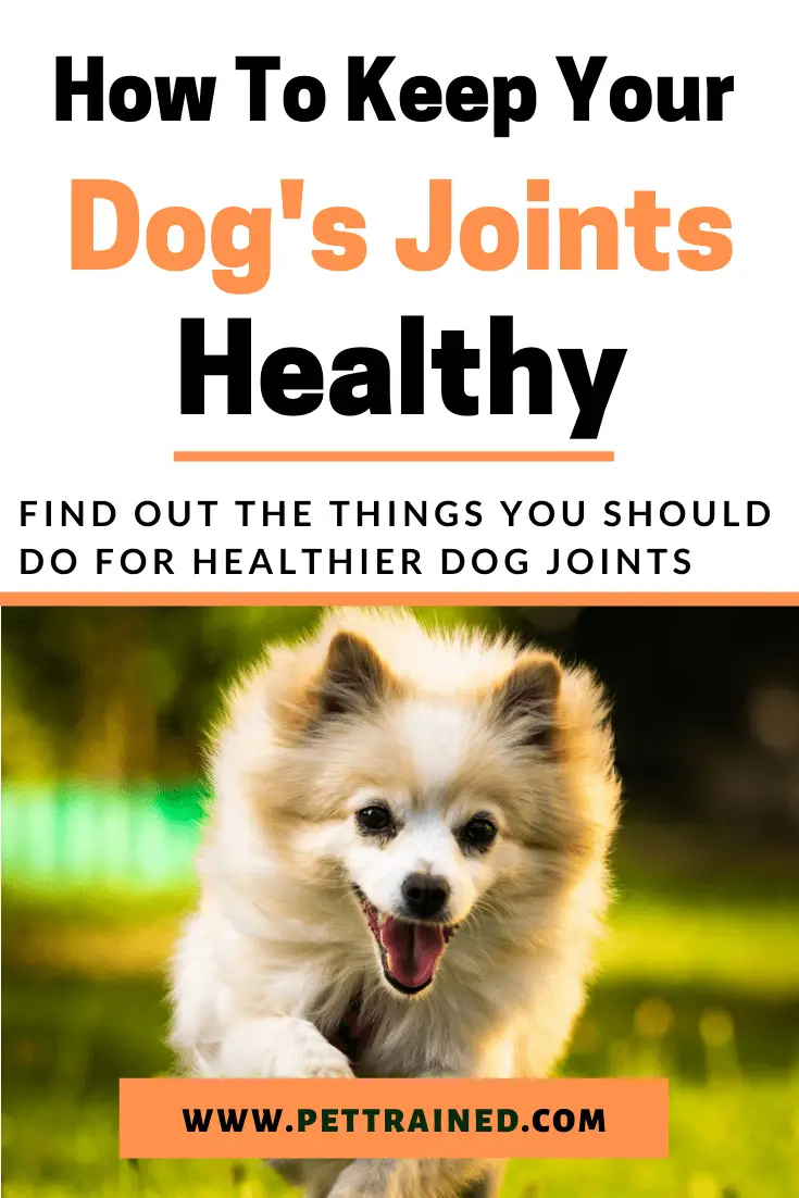 how to keep dogs hips healthy