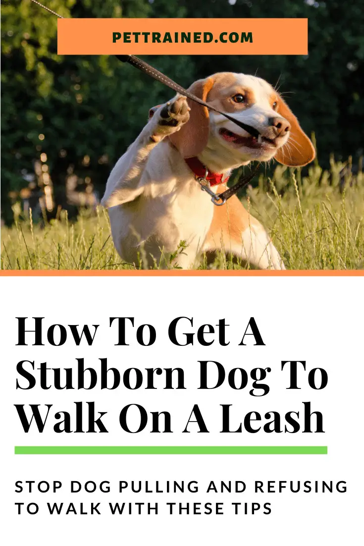 how to leash train a dog