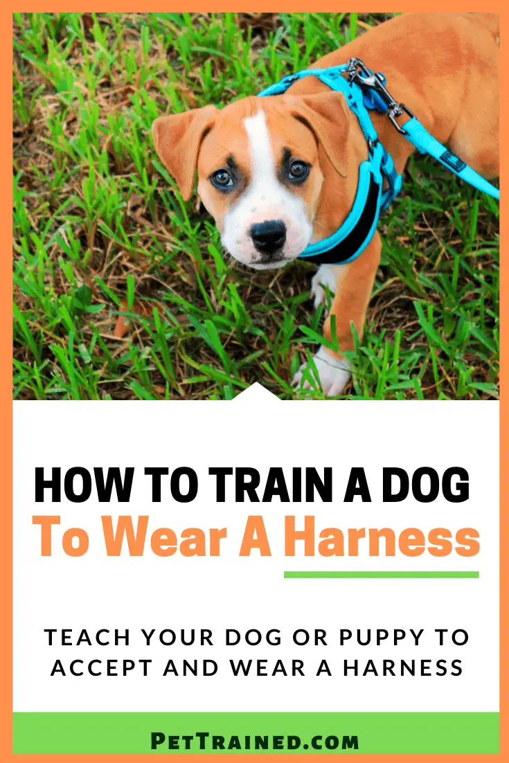 how to put on dog harness