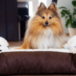 6 Tips On How To Train Your Dog To Sleep In A Dog Bed