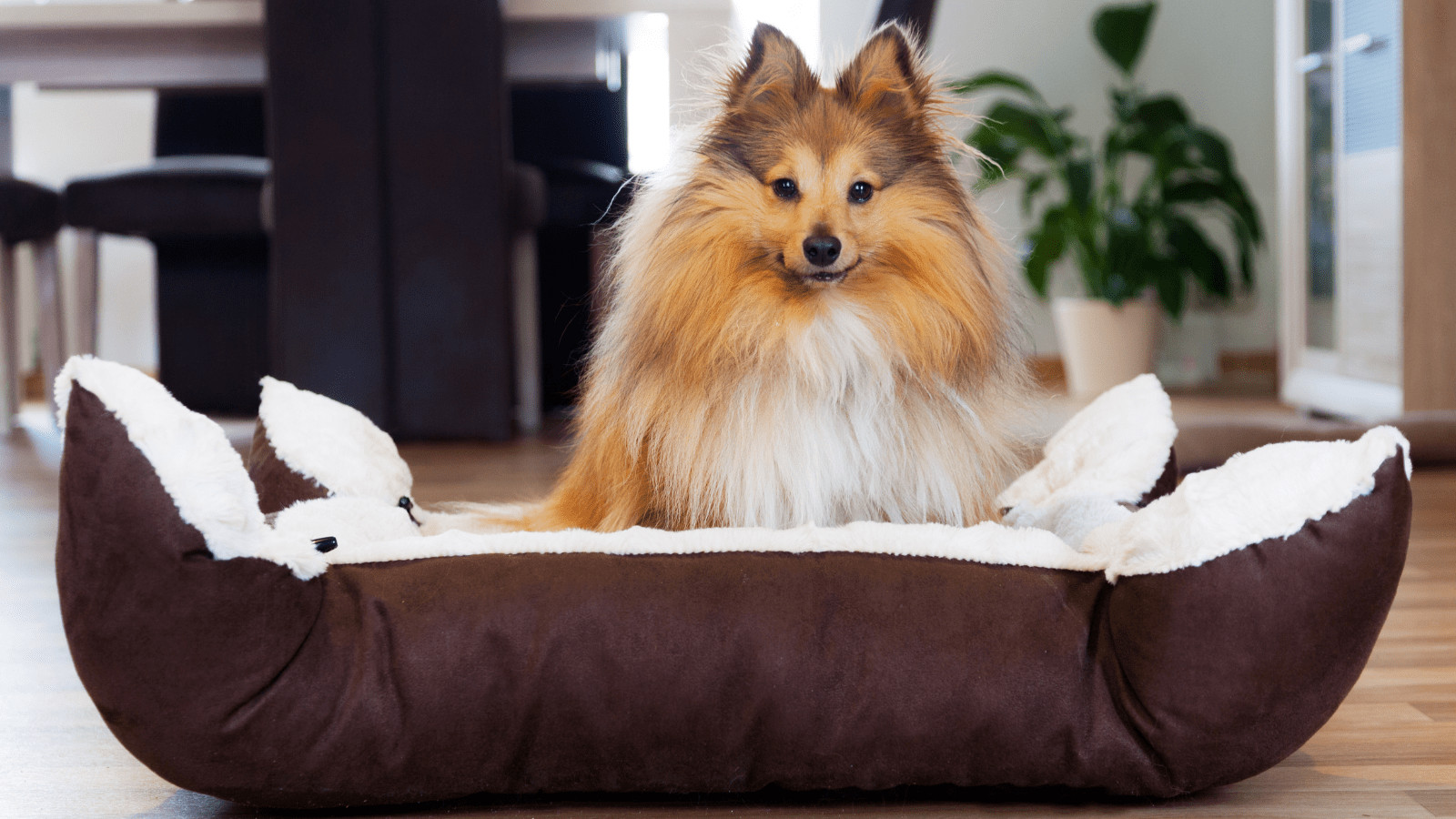 how to train your dog to sleep in a dog bed