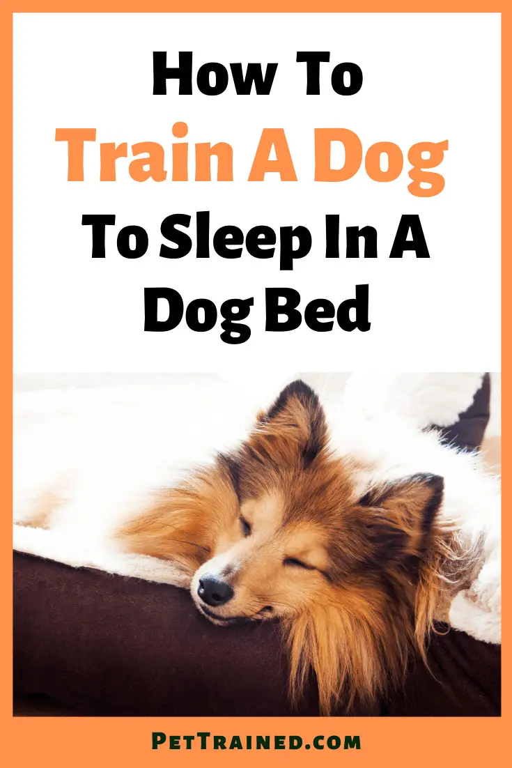how to train your dog to sleep in a dog bed fast