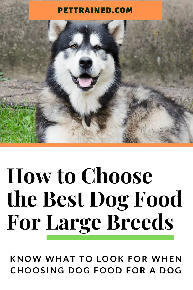 what to look for in large breed dog food
