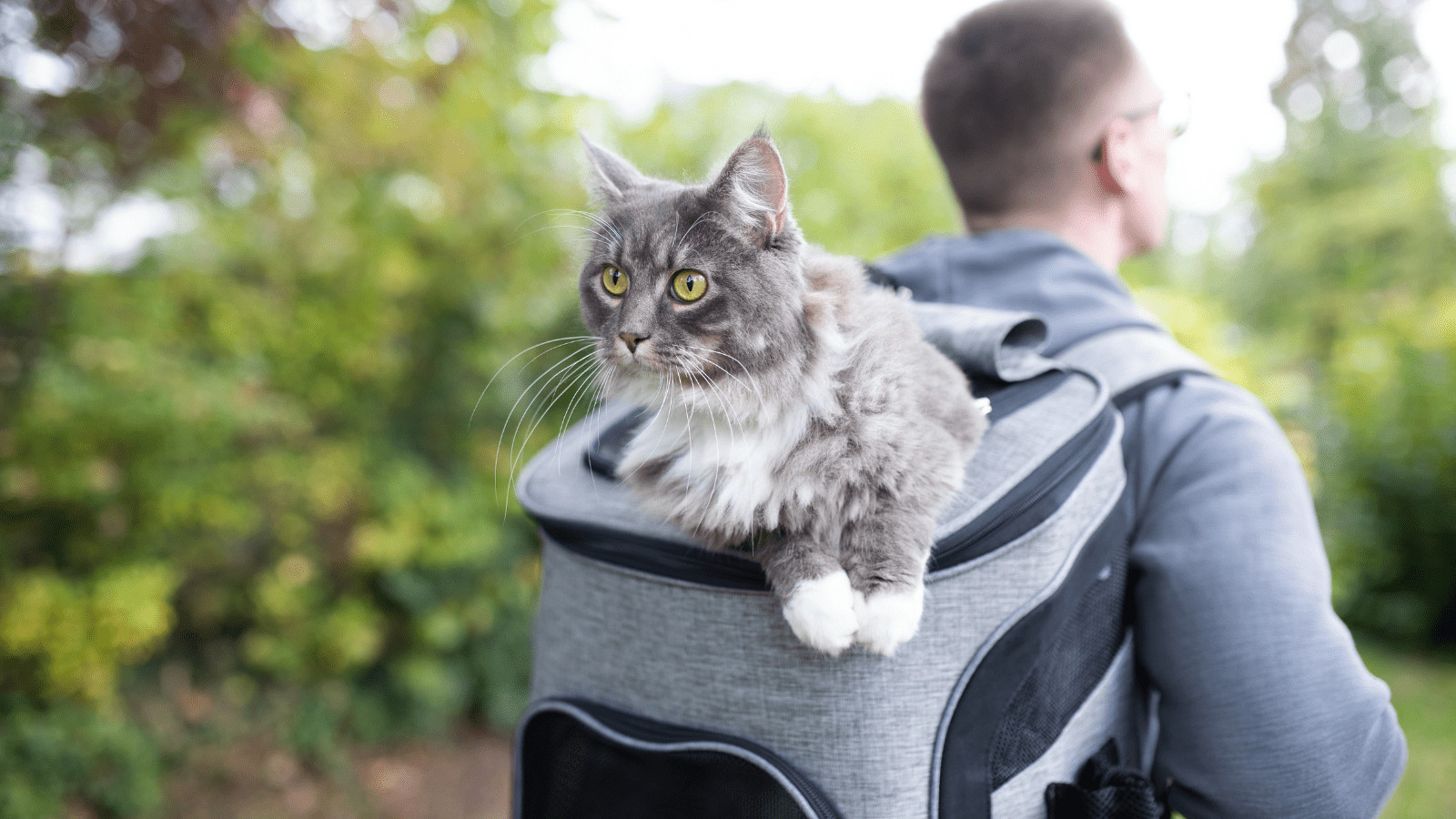 How to hike with your cat