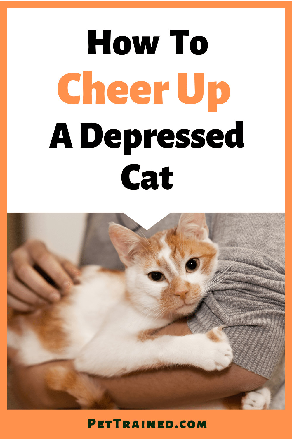 How to make a depressed cat happy
