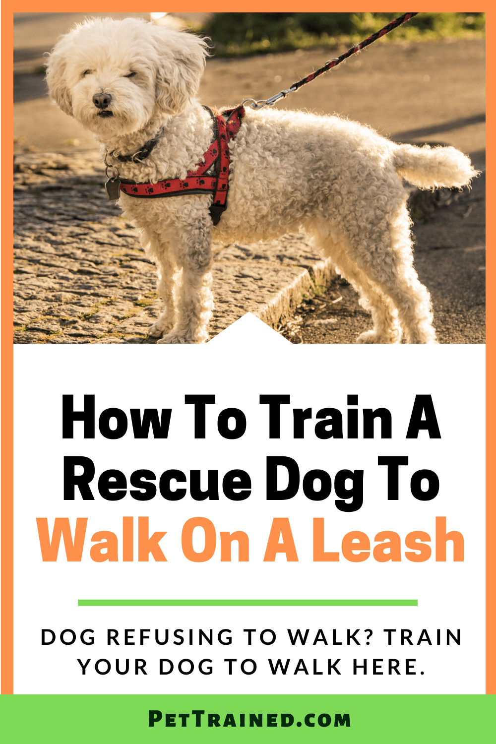 How to teach a rescue dog to walk on a leash