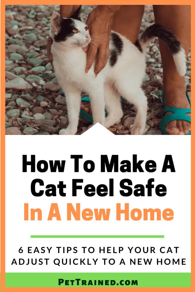 How To Make A Cat Feel Safe In A New Home - Pet Trained