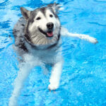 How To Train A Dog To Swim: 5 Dog Training Tips