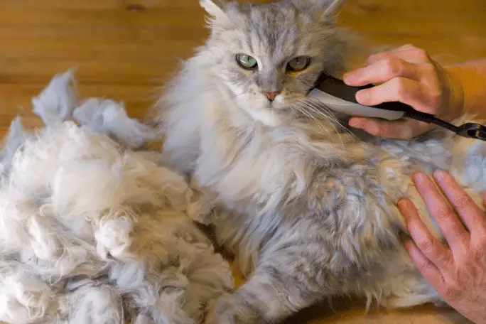 Best Clippers for matted fur in cats