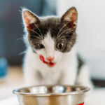 6 Easy Tips On How To Train A Cat To Wait For Food