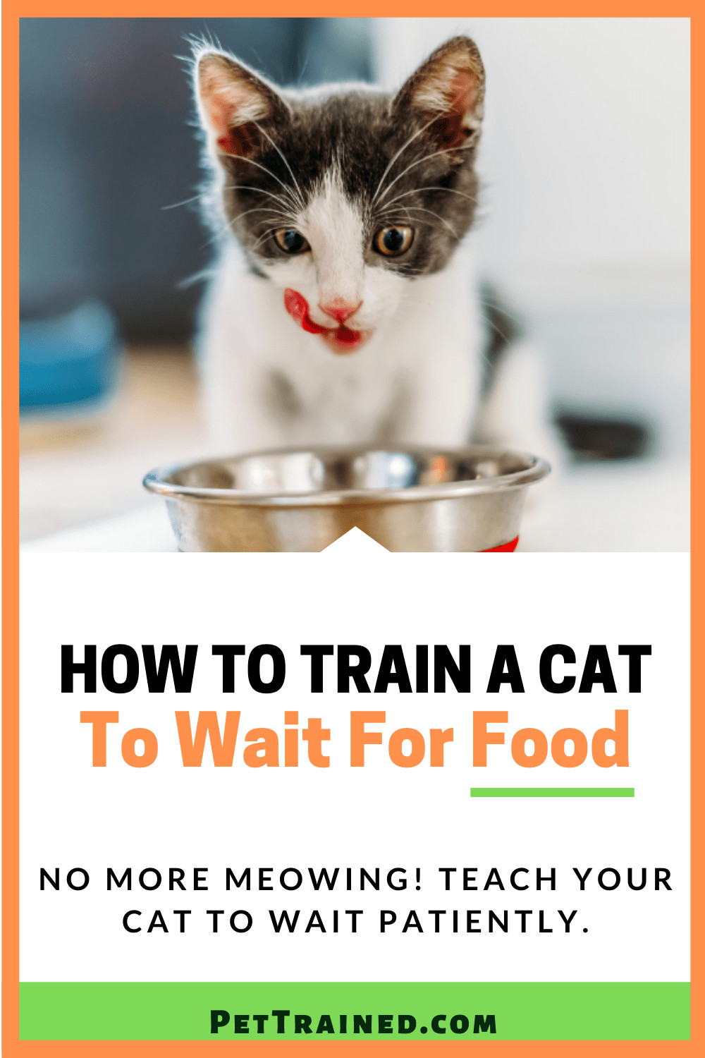 How to train a cat to wait for meals