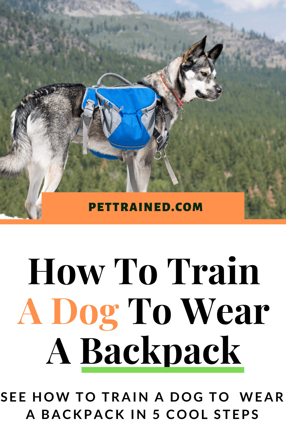 How to train a dog to wear a rucksack