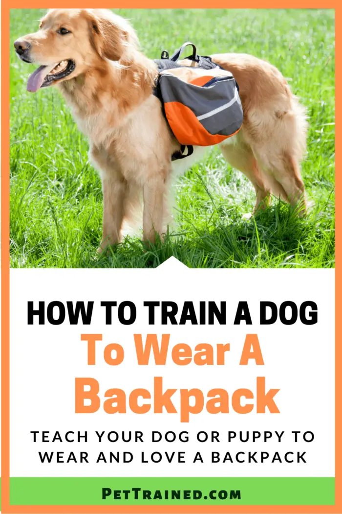 How To Train A Dog To Wear A Backpack In 5 Easy Steps - Pet Trained