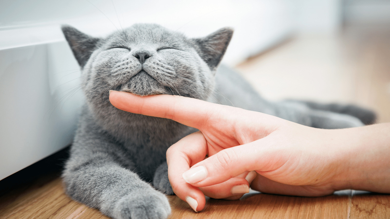 how to train a cat to behave