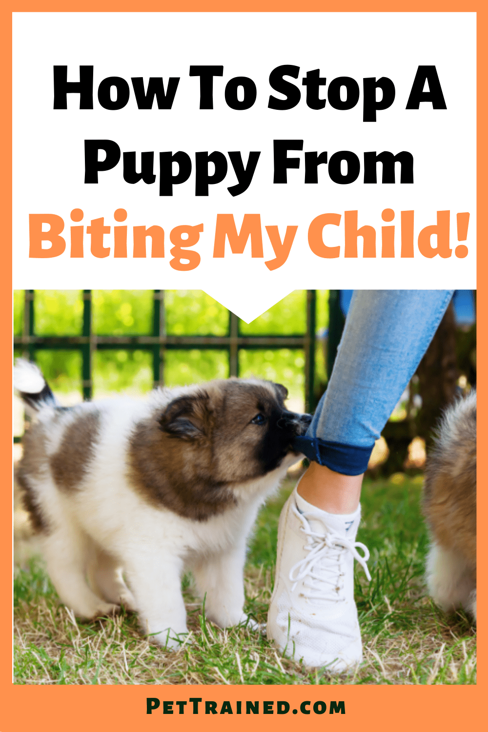 How to stop a puppy from biting my child