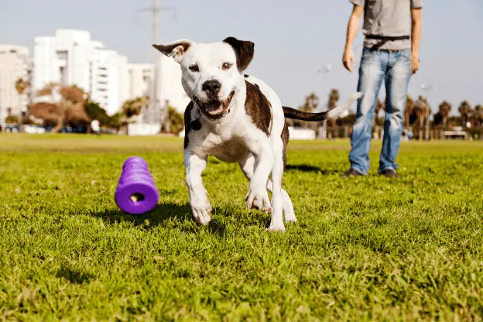 how to stop my dog from biting my child through exercise