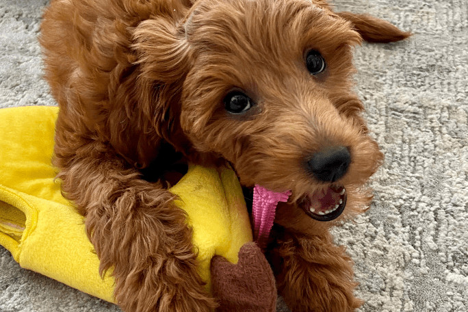 Best toys for goldendoodle puppies