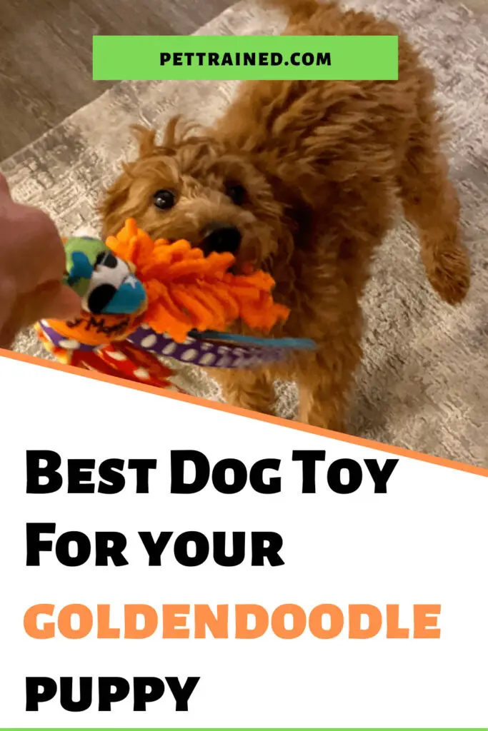 Best toys for puppies