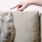 How To Train A Cat To Come When Called