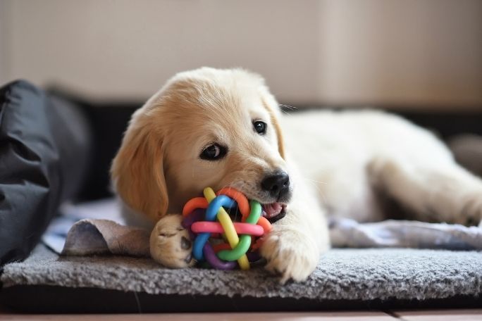 Provide chew toys for your dog to play with