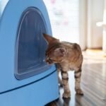 10 Easy Ways To Remove Litter Box Odor In An Apartment