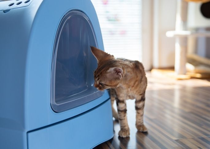 Easy Ways to Remove Litter Box Odor In An Apartment