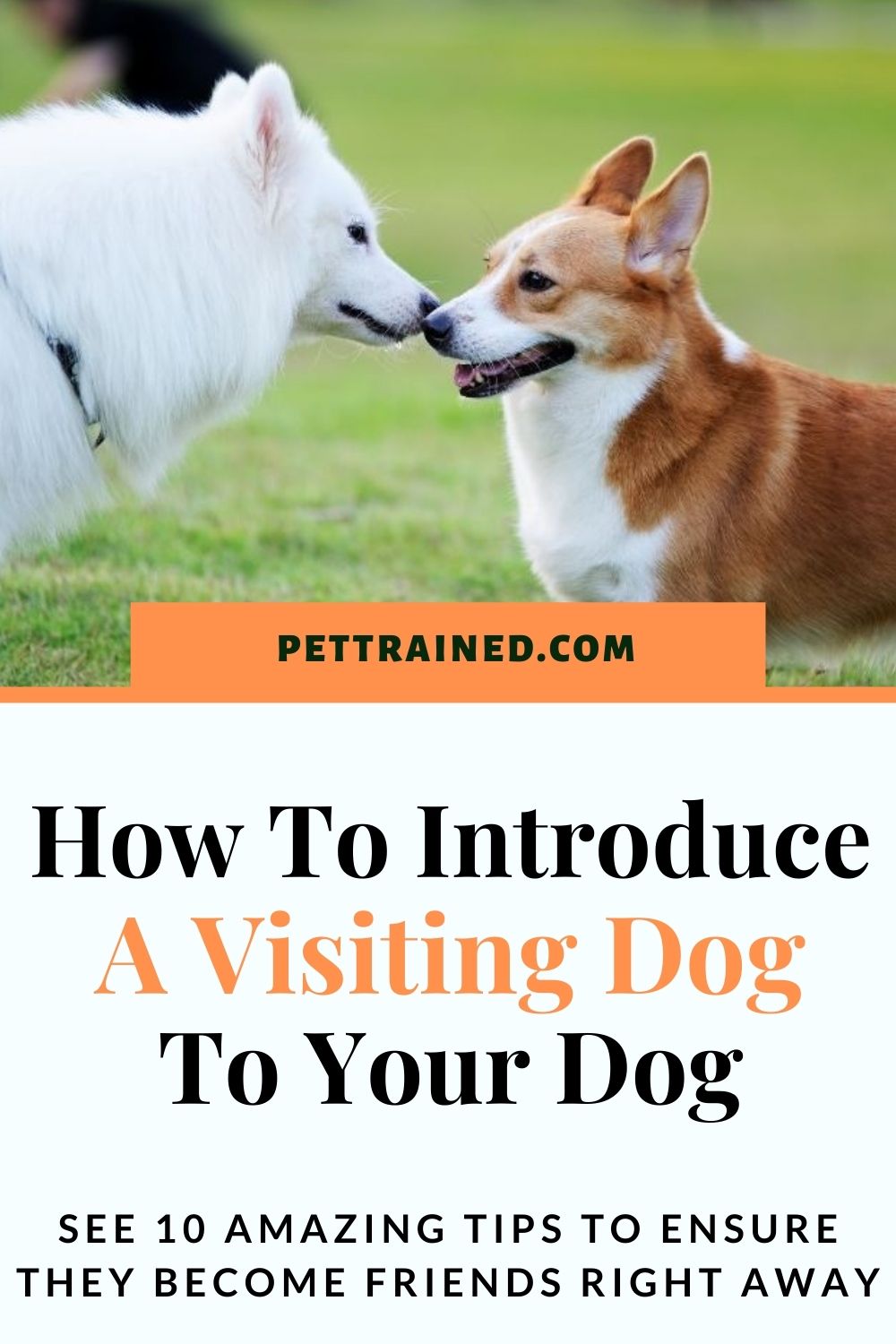 How to introduce one dog to another