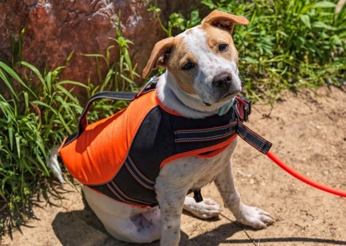 How to keep a dog cool with a dog cooling vest
