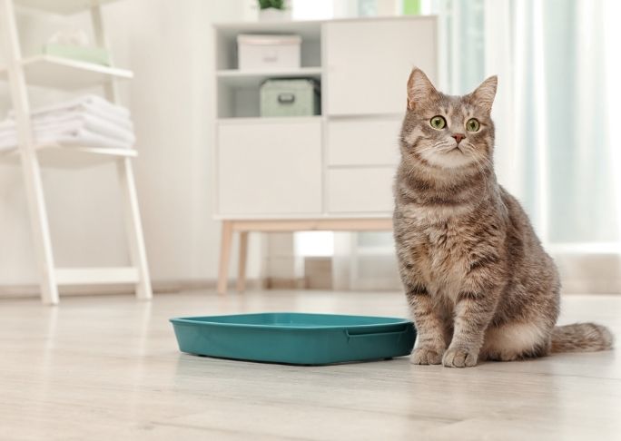 buy a cat litter box that your cat will like