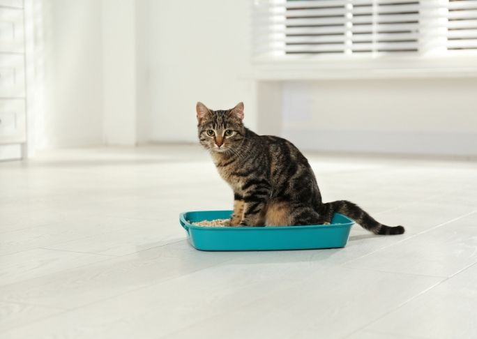 how to remove cat litter box odors in the home quickly
