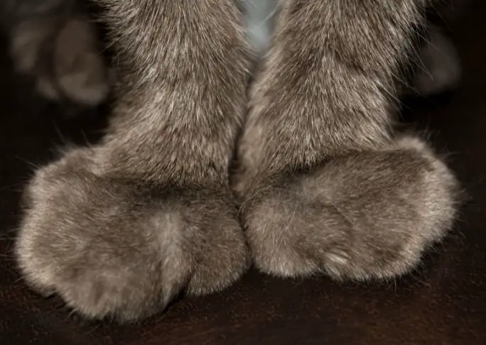 Should You Declaw Your Cat