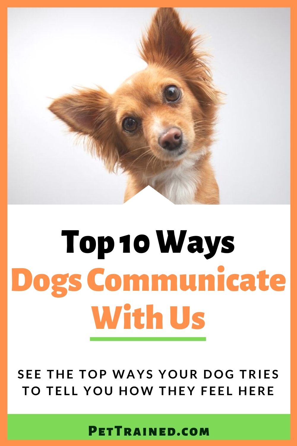 Dog communication canine communication tips