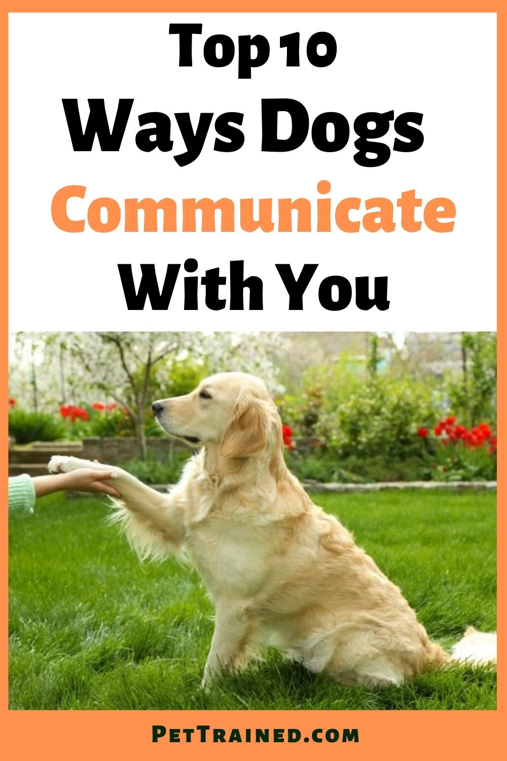 Top 10 ways dogs communicate with you