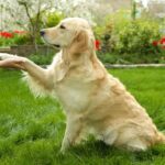 How Do Dogs Communicate With Us? See The Top 10 Ways