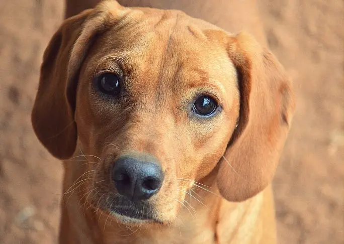 how dogs communicate with their eyes dog body language