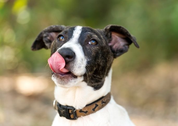 tongue flicking as a means by which Dogs communicate with us