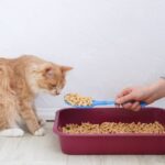 Top 10 Best Cat Litter For Asthmatic Owners & Asthmatic Cats