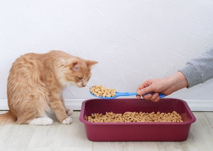 Best Cat Litter For Asthmatic Owners And Cats With Asthma