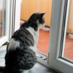 How To Train A Cat To Stay Indoors In 12 Easy Steps