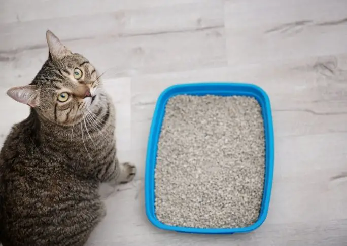 What Is The Best Cat Litter For Asthmatic Owners And Asthmatic Cats