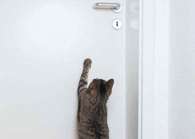 how to train a cat to stay inside