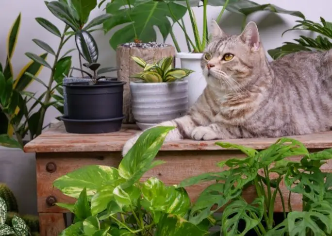 how to train an outdoor cat to be an indoor cat with plants