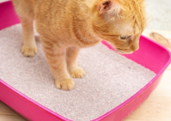 paper litter respiratory relief cat litter