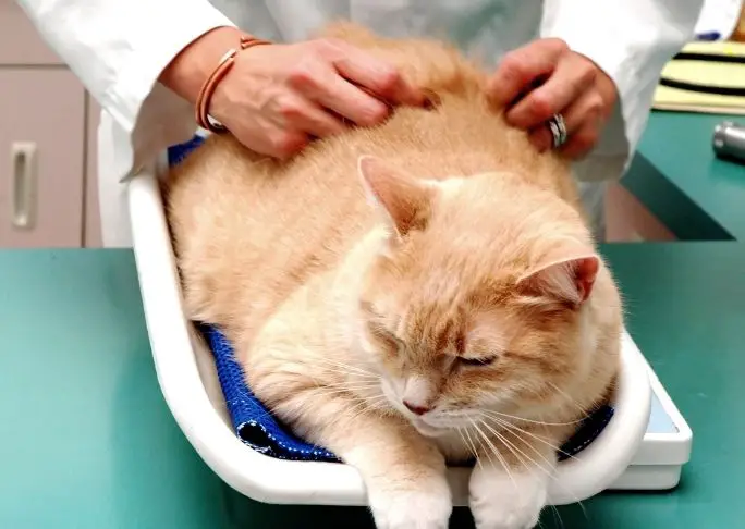 take your cat to a veterinarian to be spayed