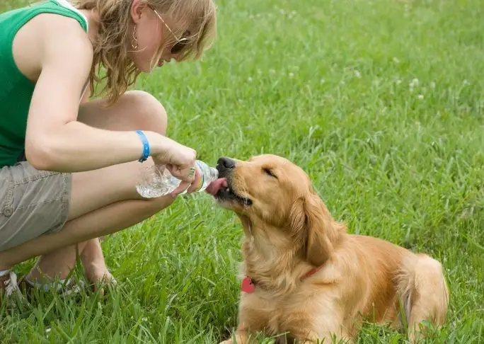Best water bottle for dog crate online