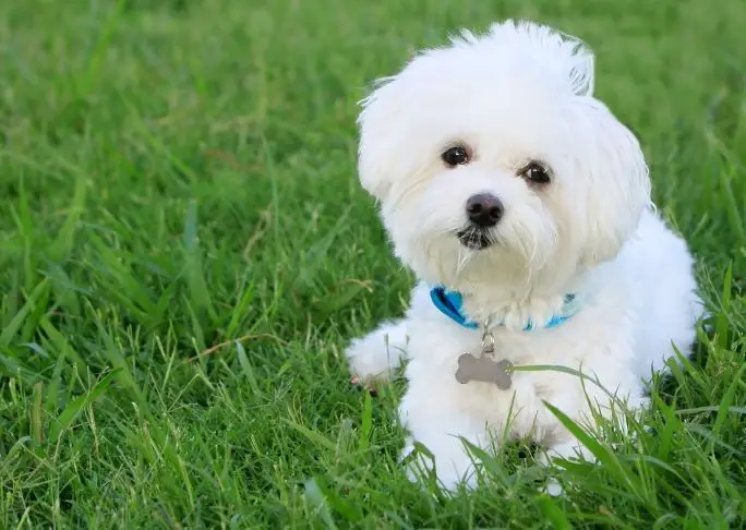 Cute fluffy dog in dog collar